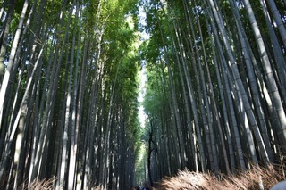 S__15106062.jpg