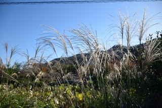 S__15106068.jpg