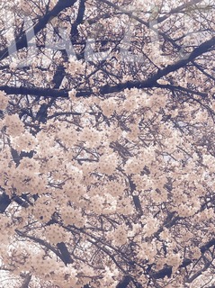 S__34938884.jpg