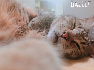 S__47407112.jpg